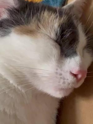 The calm before I become the storm. #cat #cats #catsofinstagram #cats_of_world #catnap #sleep #sleeping #snore #cute #cutecat #catvideo #catreel #sweet 