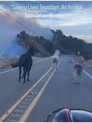 A moment of beauty in the unbelievable tragedy. 💔🙏🏼#animalrescue #prayforcalifornia #beautifulpeople #fyp 