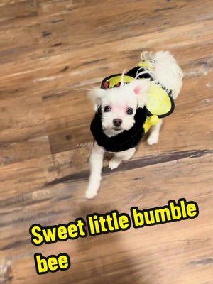 Her little dancey tippy taps at the end 😍 #sweetlittlebumblebee #maltese #maltesepuppy #dogmom #funnydogs #dogcostumes 