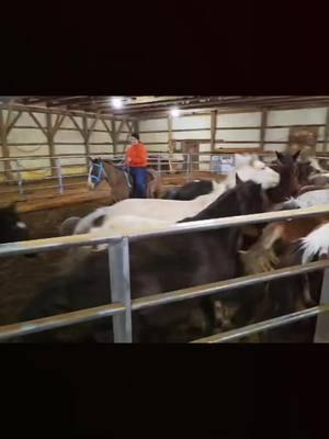 Kasidy doing her thing at the stable with wild horses! #HiddenHavenFarmsKY #HiddenHavenHorses #Broodmares #farmlife 