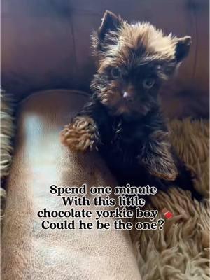 Spend one minute with this little guy #chocolateyorkie #time #doll #puppies #play #hi #animals