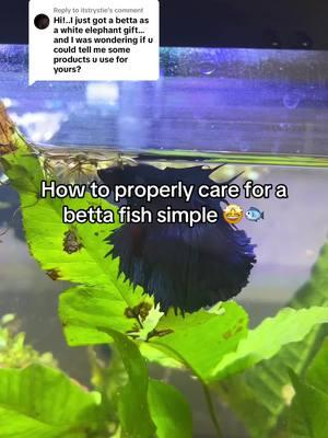 Replying to @itstrystie some basic products :) forgot to mention a freshwater testing kit! #betta #bettatank #bettatok #fishtok #bettafishtank #bettafish #howto #bettafishcare #bettas #pettok #fishtank #plants 