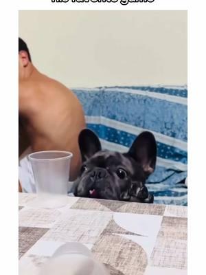 welcome to the french bulldog life 🤪🐾 #frenchiesoftiktok #frenchiebulldogs #frenchiepuppy #frenchbulldog #dogsoftiktok #frenchie #PetsOfTikTok #frenchies #puppiesoftiktok #frenchbulldogs #funnydog #frenchiebulldog #creatorsearchinsights 