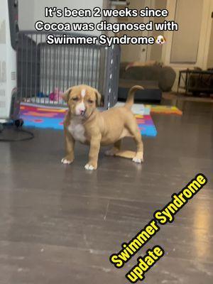 My floors are super slick and she can’t go outside so this is a little tricky but lots of progress is being made! #swimmersyndrome #pupdate #puppy #puppiesoftiktok #fyp #bekind 