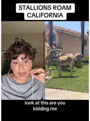 #duet with @Tanii  Titi Marisa is worried 😳🤔 #femalecomedians #pov #relatable #DidYouKnow #horses #stallions #donkey #character #california #news 