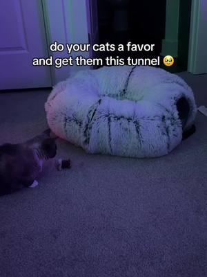 they love it sm #cat #cattips #catmom #catstiktok #cattok #cattoys 