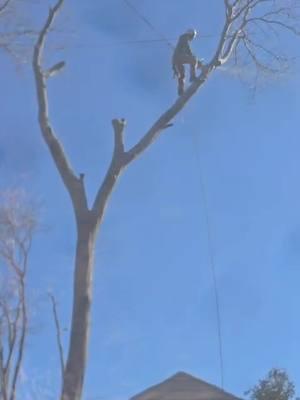 Este video contiene actos peligrosos no intentes repetirlos.#treeclimber #professionaltreeclimber #treework #trepador #arbolero #passion #fyp 