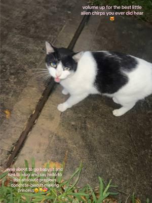 I wanted to take her home with me but she was not outside when I got done babysitting 💔 I’m assuming she’s a neighborhood cat, but I want to spoil her 😣 #chirp #chirping #meowing #meow #cat #blackandwhitecat #cowcat #cute #foryourpage 