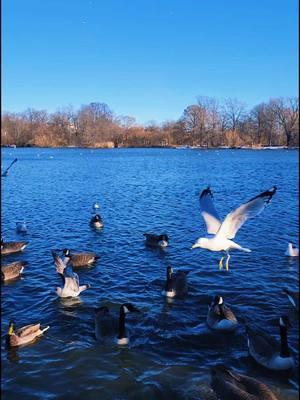 #myfriends #birds #ducks #seagulls  #geese #lake #blue #view #beautiful #NYC #ayfaclix #fm #music #kalhonaho #😌 #fyp #enjoylife #stayhappy #💙 #❤️ #🧡 #🥰 #✌️ 