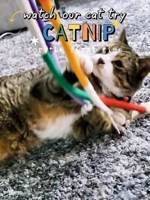 wait till the end 😂#VozDosCriadores #screammovie #catnip #catniptoy 