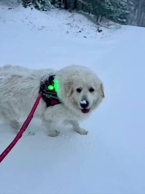 Perfect day ❄️ #greatpyrenees #maremmasheepdog #whiteoak #bigsouthfork 