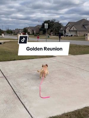 Brb crying 🥹 #goldenretrieverpuppy #goldenretrieversoftiktok #shurithegolden #goldensoftiktok 