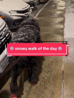 Walk of the day ❄️ snowy edition #walk #walking #walkoftheday #snow #snowday #snowstorm #snowdog #bigdog #funnydog #dogwalk #dogwalks #dogwalksinwinter #dogwalkinglife #nikolai #walkoftheday 