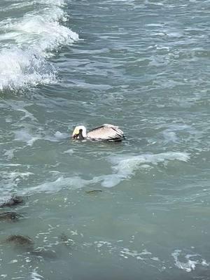 #venicefl #floridalife #veniceflorida #floridacheck #floridaliving #floridavibes #florida #nature #naturevibes #naturelover #natureloversoftiktok #naturelovers #wildlife #wildlifelover #wildlifelovers #respectwildlife #pelican #pelicans #northjetty #northjettybeach 