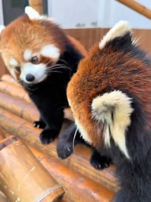 Why do you want to bully me?🥹🥹🥹#Cute #redpandavibes #fy #fyp #trending #redpanda #Love 