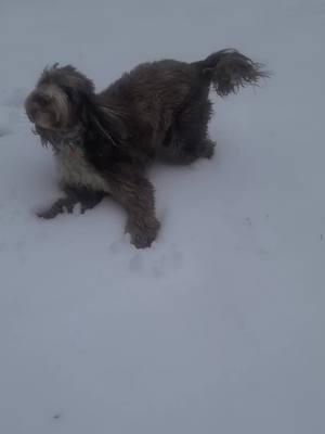 Even in the snow he is fast as F #Labradoodle ##ManBestFriend #TikTokDoodle #fyp #BewareOfDog