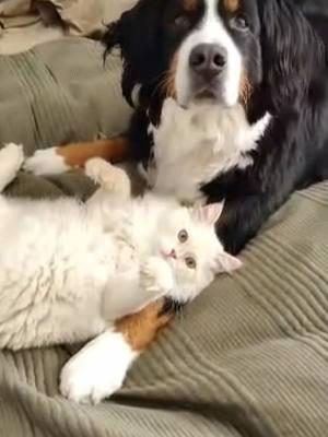 The best friends in the whole wide world!!!  #siberiancat #bernesemountaindogsoftiktok 