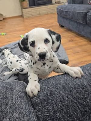 I'm so blessed being able to raise these beautiful dalmatian pups. they make my heart so happy. #dalmatianpuppy #dals #dogsoftiktok #emeraldcitydalmatians #washingtonDalmatians #dalmatian #pnwdals #puppy #getadalmatian #bestdogever #mansbestfriend #heartdog #101dalmatians #washington #adoptadalmatian 