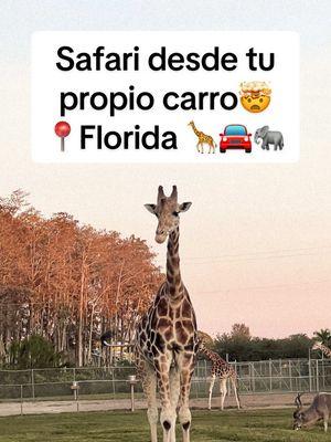 Link de la experiencia en mi perfil con descuento ✨🙌🏼🦒 📍Lion Country Safari  Visiting Palm Beach Florida #creatorsearchinsights #visitingpalmbeachflorida #florida #thingstodoinwestpalmbeach #palmbeach #lioncountrysafari  #planfamiliar 