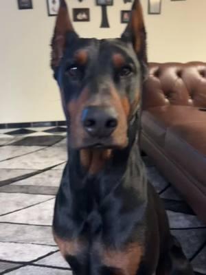 #mexicandoberman #dobermanpincher #bigdogsoftiktok #European #American #protection #singleowner #rawfeed 