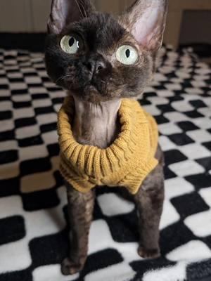 devon rex kiko #devonrex #cat #cats #gato #gatos #devonrexcat #catsoftiktok 