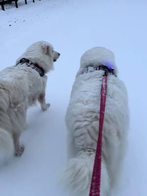 Snow babies ❄️ #greatpyrenees #maremmasheepdog #whiteoak #bigsouthfork 