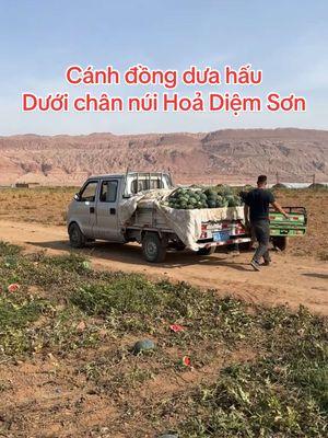 Dưa hấu dưới chân núi Hoả Diệm Sơn vào mùa thu đông #giangphamcn #giangphamcncuocsongtrungquoc #tancuong 