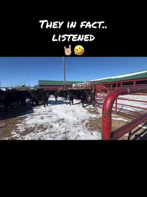 #mountainhcattle #cattle #rancher #pregcheck #preg #bredcows #opencows #easygroup #ranchlife #singlefile #instructions #alley #chute #colorado #winter 