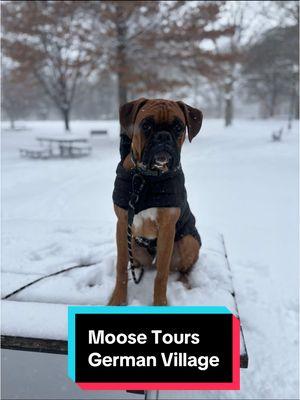 Join Moose and I on a tour of German Village! #mydogismyhomie #SmallBusiness #dogs #snow #snowday #puppy #dogtok #DogTraining #boxer #tour #germanvillage