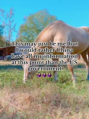 It’s crazy how worried the US government is so worried about an app rather than more serious issues in the country. #sassythepalomino #queenpalomino #palominoqueen #palomino #horse #horses #horsesoftiktok #horsesontiktok #horsetok #horsetoker #equine #fyp #foryoupage 