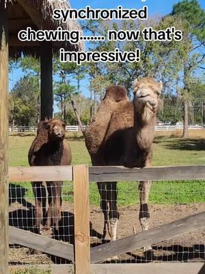 now that's talent.. come check out these two at exotic animal experience in orlando #camel #synchronicity #chewing #orlando 