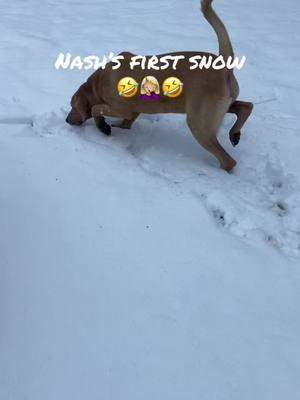 #fyppppppppppppppppppppppp #yellowdog#labrador #dog #dogsoftiktok #mississippi #fypシ゚viral #livenlife #livingmybestlife #snowday 