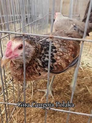 Gira gorgoja Polaka Come ON LETS GO. #pfypシ #Gallofinofarm #texas #RH  #guerra  #foryoupage #usa🇺🇸  #feed  #greys #radio  #backyardbreeders #Hatch 