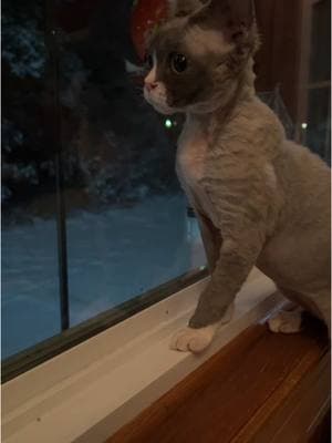 Billy’s first time seeing snow #snow #virginia #devonrex #kitten #cat #devonrexkittens #devonrexcat #gato #yokokat #snowfall 