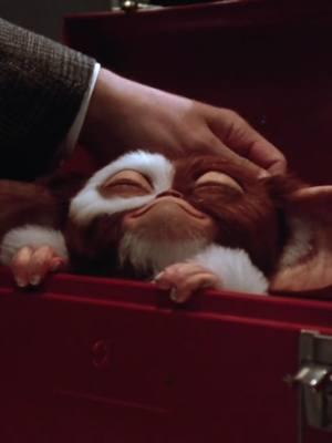 Gizmo demands more scratches... . . . #moviescene #nostalgia #gremlins #gizmo #horrorcomedy #mogwai #90s #90skids #90sthrowback