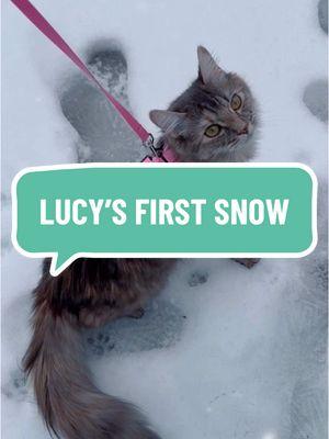 Since my kids are moved out and/or too grown to want to play in the snow, I can always count on my fur babies. They didn’t really like the cold toe beans for very long. Shark has seen snow about four times but it was Lucy’s first snow. She’s not too impressed. #cat #kitten #kitty #toebeans #meow #coldtoebeans #kitties #cats #kittens #catsinsnow #kittiesinsnow #felinefriends #feline 