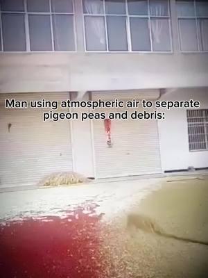 #TikTokAutoCampaign Man using atmospheric air to separate pigeon peas and debris: #laugh #pigeon #debris #peas #atmospheric #air #separate #construction #work #amazing #cute #sixnine #moment #Funny 