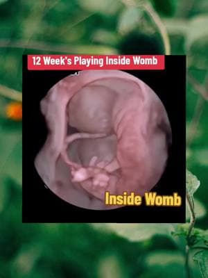 Baby in womb  #baby #pregnant #mother #fyp #fyppppppppppppppppppppppp #firsttimemom  #pregnancy #inside #womb #usa🇺🇸