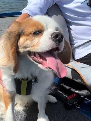 I’m so ready for Ragnar boat trip season! #dogsthatfish #couplesthatfish #ragnar #ragnarandlagertha #bassboat #fishing #kingcharlescavalier #cavalier #whatthefin 