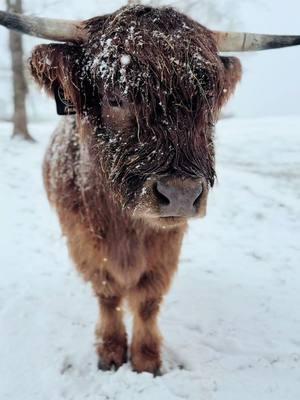 Kyanite #millcreekfarmstn #cookevilletennessee #tennessee #foryoupage #fyp #highlandcattle #cowsoftiktok  #cow #highlandcow #snowday 