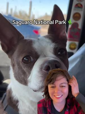 Clips from the Saguaro national Park live stream #lookimadeyousomecontent #whatsthedogdoing #nomad #traveler #stephandclover #bostonterrier #traveldog #solofemaletraveler #arizona #saguaronationalpark #nationalpark #cactus 