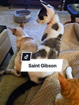 When you almost lose your cool, but the rewind reveals you’re actually a saint putting up with Roadie's chaos. #CatDrama #DevonRexCats #FunnyCats #CatChaos   