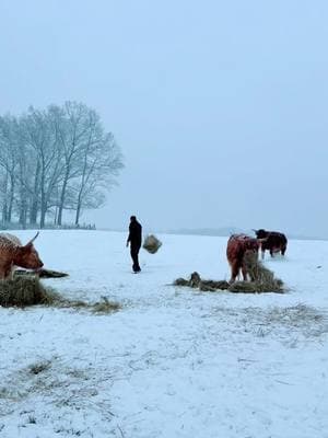 Snow day ❄️ #millcreekfarmstn #cookevilletennessee #tennessee #foryoupage #fyp #highlandcattle #cowsoftiktok #cow #highlandcow #snowday 