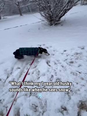 Bear loves the snow. 💕❄️ #greenscreenvideo #mybestfriend #furmom #furmomlife #furmommy #dogsofttiktok #dogmomlife #huskysoftiktok #huskypuppy #snow #coldweather #fyp #foryou #foryourpage #zyxcba #fypシ゚viral #foryoupage #virall #fyppp #myfurbaby #mybaby 