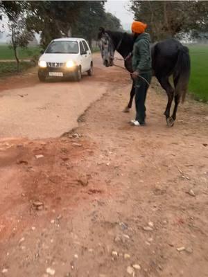 #punjabitiktok #punjab #horse #horses #student #watch #youtube #iphone #i #vi #c #videostar #foryou #fyp #viralvideo #event #news #friends #village #pind #desi #galbaat #work #worklife #skills #freedom #TikTokShop #tv #phone #like #post #trending #yo 