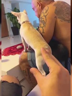 Dad stop ok 🤣🤣🤣🤣🤣🤣🤣 #pet #dog #PetsOfTikTok #dogsoftiktok #chihuahua #fyp 