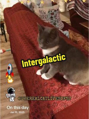 #space #intergalactic #funnycat#viralcat #cutecat #catsoftiktok #therealcatlivesofnj 