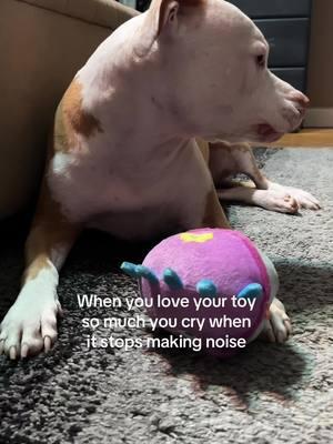 such a spoiled princess #dogtoys #interactivedogtoys #dogmom 