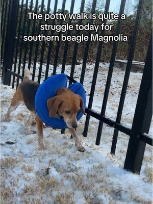 Anyone else struggling with morning potty time today? Poor beagle Magnolia keeps breaking through the crunchy snow. Prayers for all the doggo parents who will be cleaning up indoor accidents today! 💩 💦 #beagle #beagles #beagletok #houndhouse #snow #dogsoftiktok 