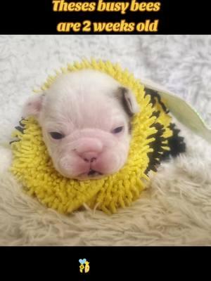 the puppies are officially 2 weeks old. and not too happy to be in their bee costume but aren't they cute? #cutepuppies #puppytiktok #DogLovers #PuppyLife #cutestpuppyever 